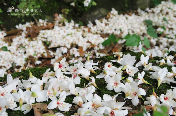 桃園大溪賞花一日遊~廣豐公園藍花楹百合 十一指古道油桐花 玫瑰山谷 湳溝客家麵  小玲冰果室