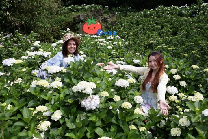 【台北景點】2016.5.15花況 陽明山秘境 高家繡球花園 竹子湖 水車寮步道 近湖田國小