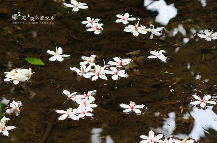 桃園大溪賞花一日遊~廣豐公園藍花楹百合 十一指古道油桐花 玫瑰山谷 湳溝客家麵  小玲冰果室