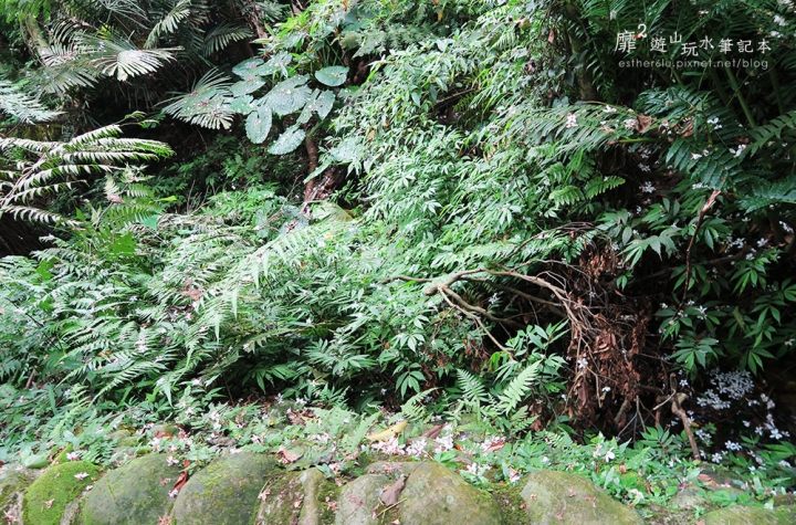 桃園大溪賞花一日遊~廣豐公園藍花楹百合 十一指古道油桐花 玫瑰山谷 湳溝客家麵  小玲冰果室