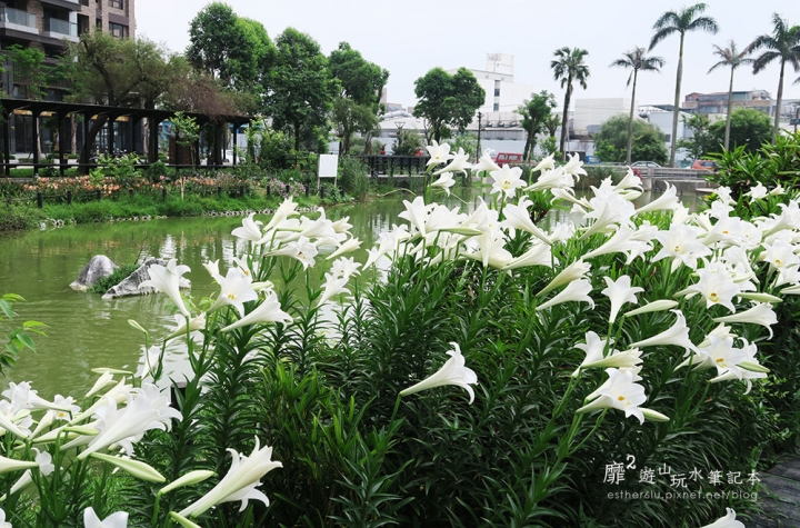 桃園大溪賞花一日遊~廣豐公園藍花楹百合 十一指古道油桐花 玫瑰山谷 湳溝客家麵  小玲冰果室