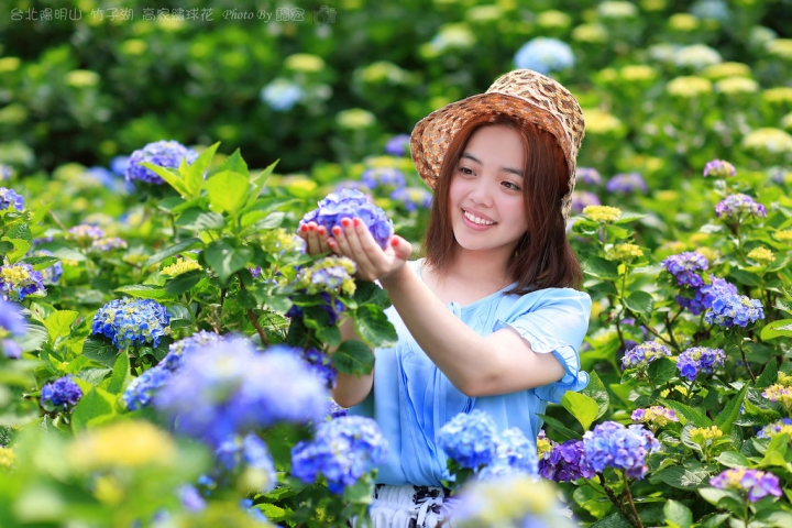 【台北景點】2016.5.15花況 陽明山秘境 高家繡球花園 竹子湖 水車寮步道 近湖田國小