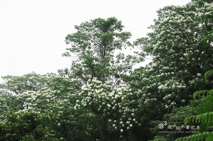 桃園大溪賞花一日遊~廣豐公園藍花楹百合 十一指古道油桐花 玫瑰山谷 湳溝客家麵  小玲冰果室