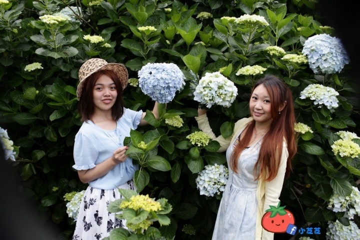 【台北景點】2016.5.15花況 陽明山秘境 高家繡球花園 竹子湖 水車寮步道 近湖田國小