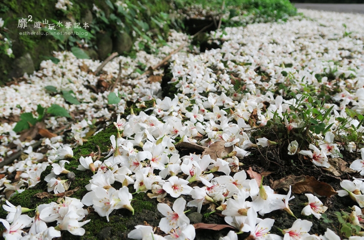 桃園大溪賞花一日遊~廣豐公園藍花楹百合 十一指古道油桐花 玫瑰山谷 湳溝客家麵  小玲冰果室