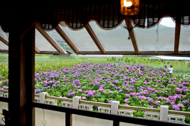 [亂拍照] 台北 陽明山竹子湖 繡球花 (財福海芋田)