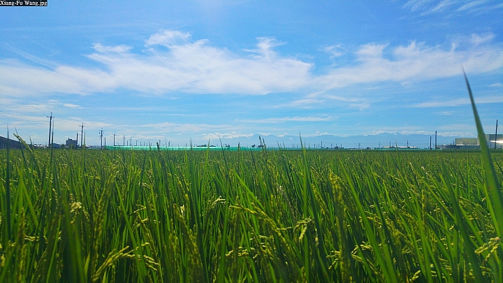 (第54批圖) LG G4 &G5&V10 日夜拍研究團 精選作品2016.6.1