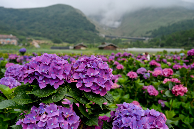 [亂拍照] 台北 陽明山竹子湖 繡球花 (財福海芋田)