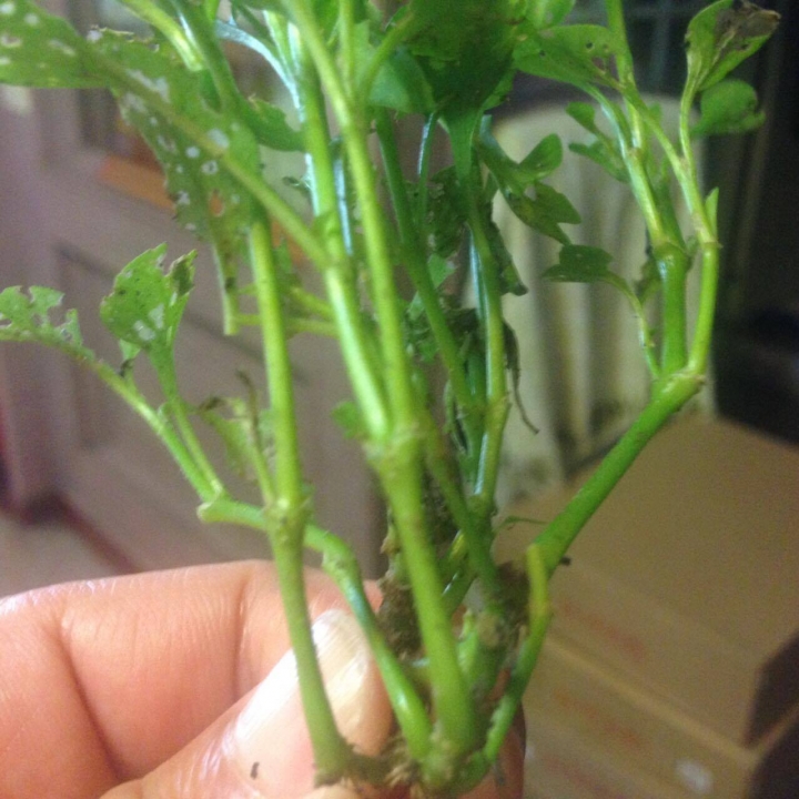 一早鄰居拿來的植物，請教名稱謝謝