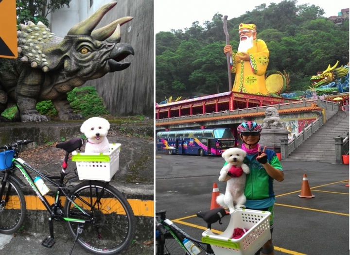 比熊犬與我一起仰攻烘爐地