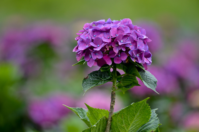 [亂拍照] 台北 陽明山竹子湖 繡球花 (財福海芋田)