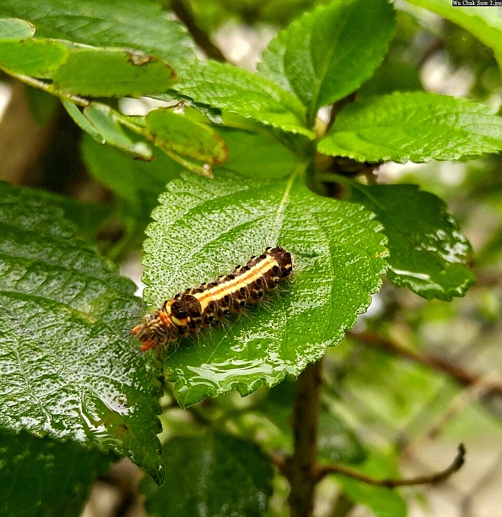 (第54批圖) LG G4 &G5&V10 日夜拍研究團 精選作品2016.6.1