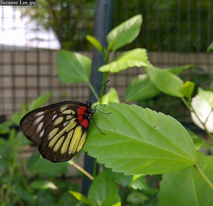 (第54批圖) LG G4 &G5&V10 日夜拍研究團 精選作品2016.6.1