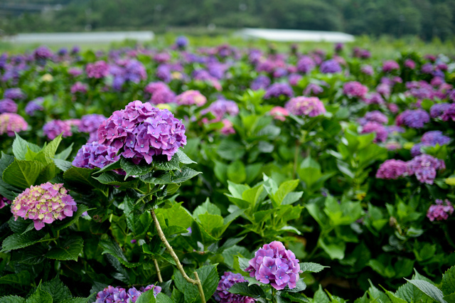 [亂拍照] 台北 陽明山竹子湖 繡球花 (財福海芋田)
