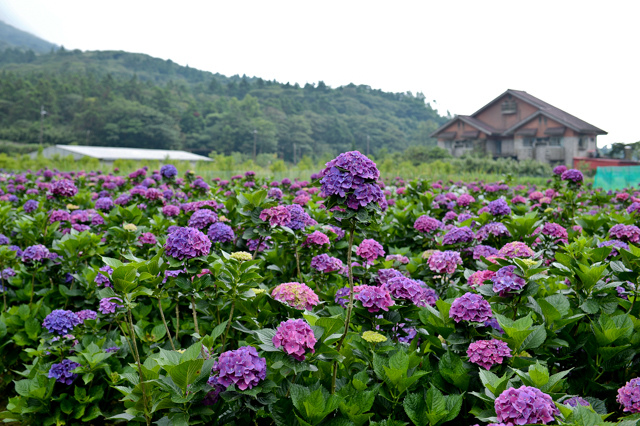 [亂拍照] 台北 陽明山竹子湖 繡球花 (財福海芋田)