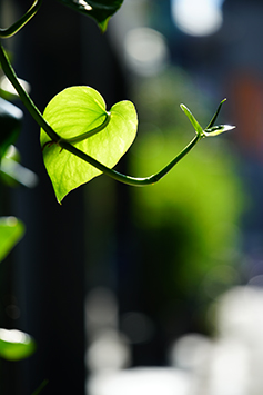 表現全面的望遠鏡頭 Sony FE 70-300mm f/4.5-5.6 G