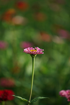 表現全面的望遠鏡頭 Sony FE 70-300mm f/4.5-5.6 G