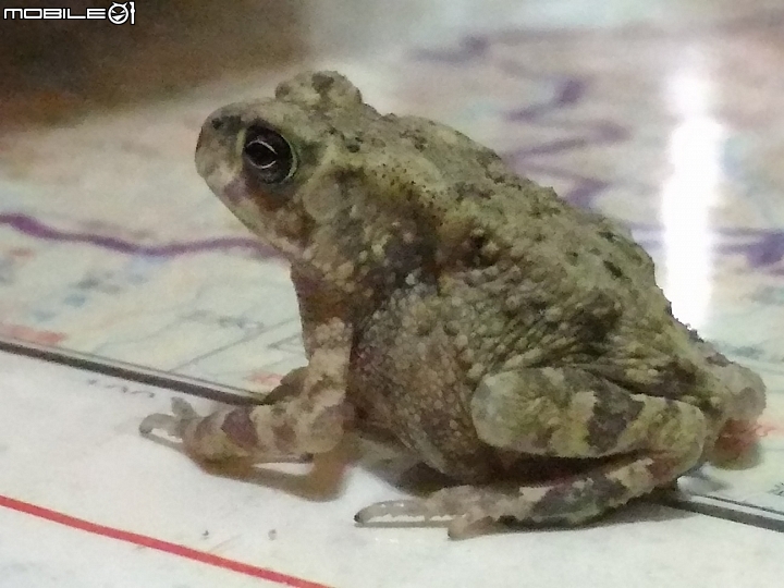 請問這是什麼蟾蜍？