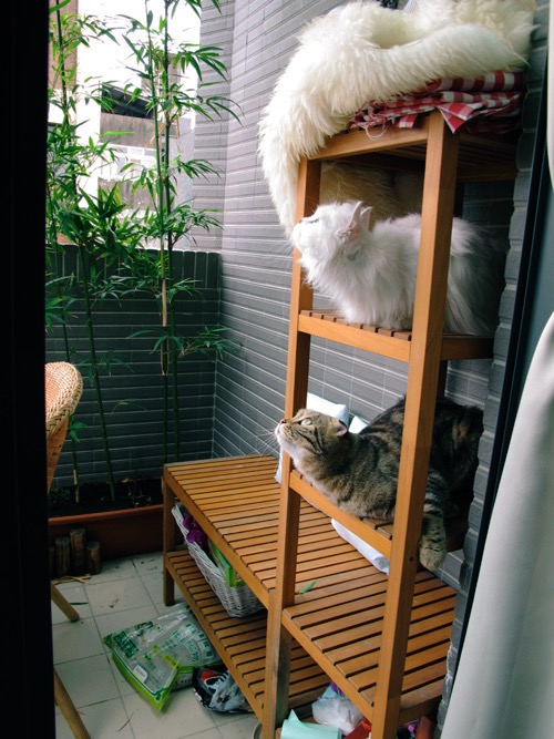 IKEA適合寵物用的家具？