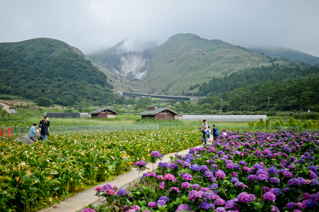 [亂拍照] 台北 陽明山竹子湖 繡球花 (財福海芋田)