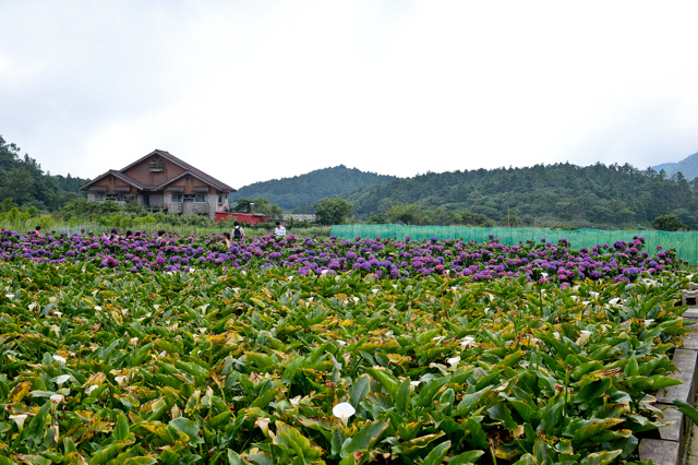 [亂拍照] 台北 陽明山竹子湖 繡球花 (財福海芋田)