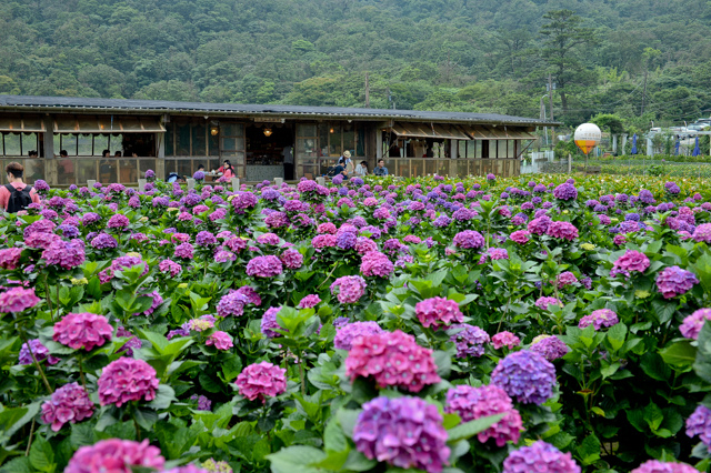 [亂拍照] 台北 陽明山竹子湖 繡球花 (財福海芋田)