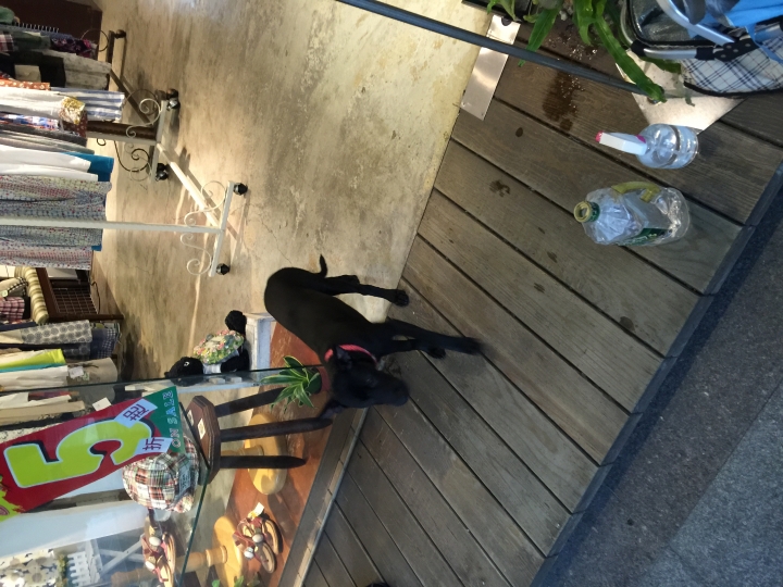 北市愛犬失蹤中山區