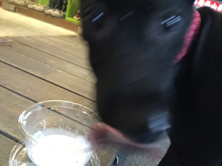 北市愛犬失蹤中山區