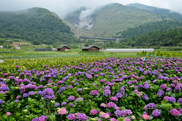 [亂拍照] 台北 陽明山竹子湖 繡球花 (財福海芋田)