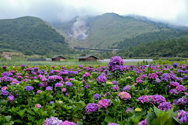 [亂拍照] 台北 陽明山竹子湖 繡球花 (財福海芋田)