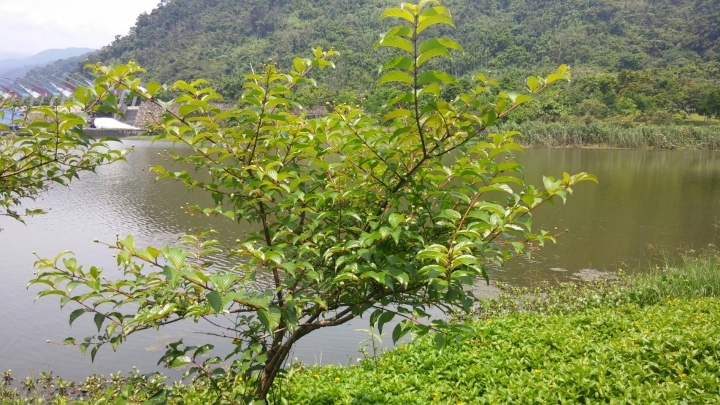 宜蘭蘭陽博物館湖畔不知名樹種!?