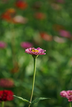 表現全面的望遠鏡頭 Sony FE 70-300mm f/4.5-5.6 G