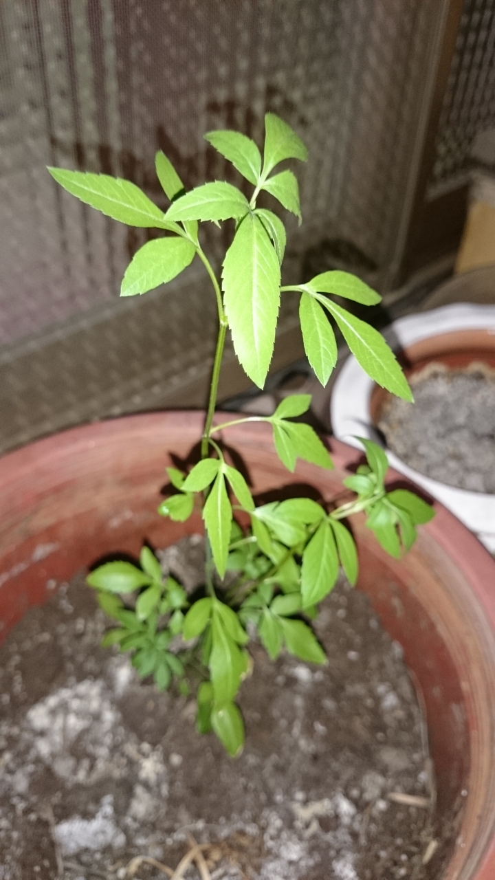 請問植物名稱