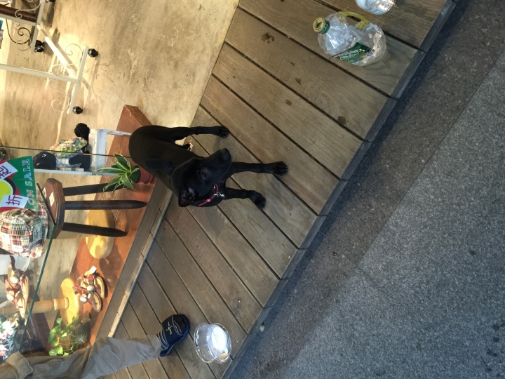 北市愛犬失蹤中山區