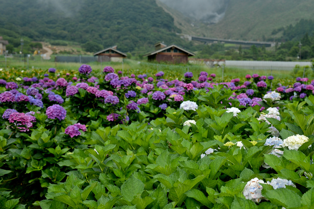 [亂拍照] 台北 陽明山竹子湖 繡球花 (財福海芋田)