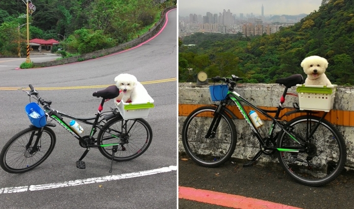 比熊犬與我一起仰攻烘爐地
