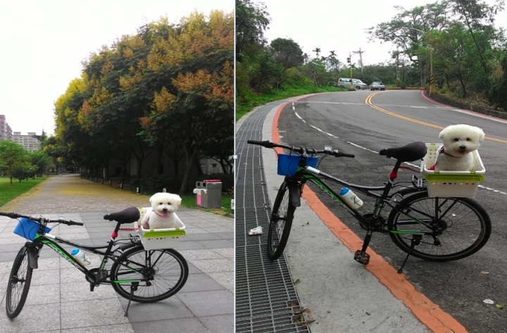 比熊犬與我一起仰攻烘爐地