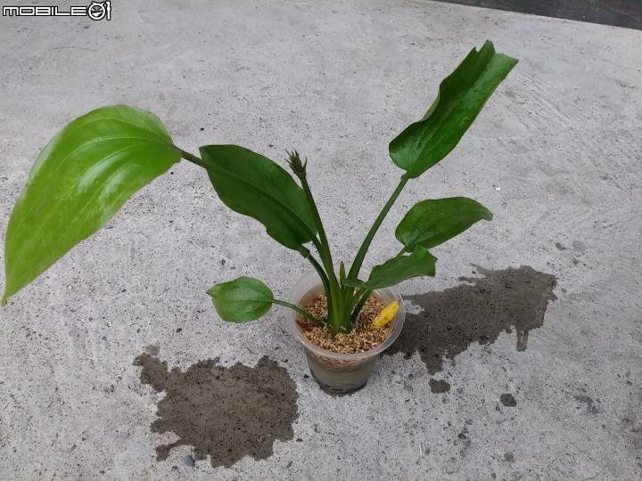 請問這是哪種皇冠水草?