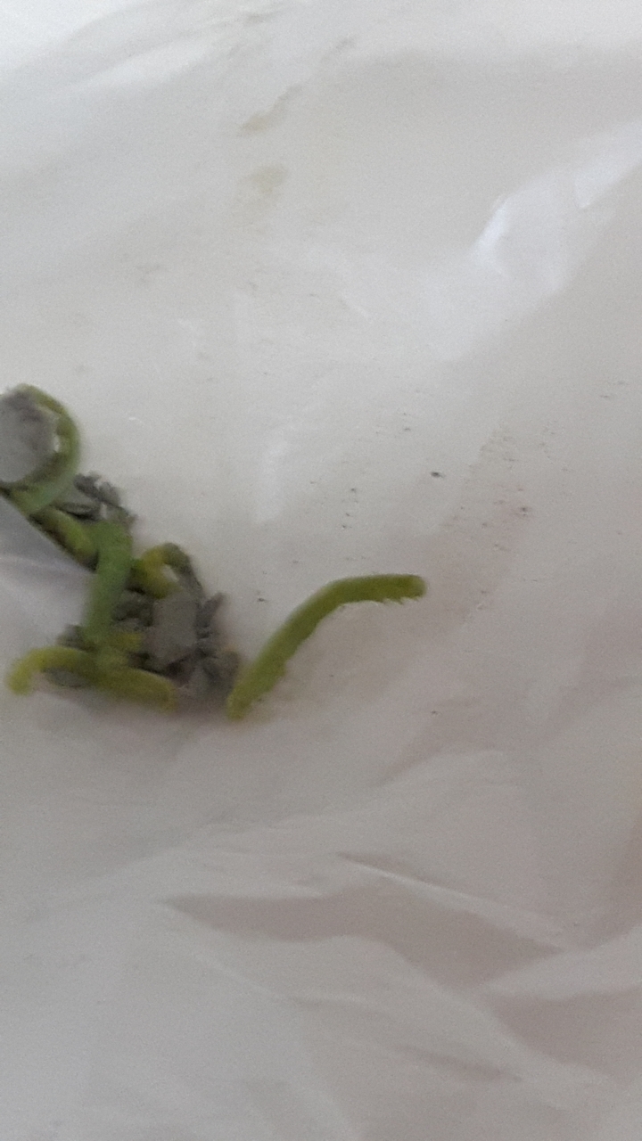 請問這是什麼蟲?