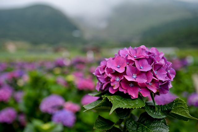 [亂拍照] 台北 陽明山竹子湖 繡球花 (財福海芋田)
