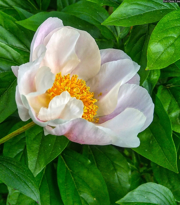 (第54批圖) LG G4 &G5&V10 日夜拍研究團 精選作品2016.6.1