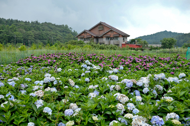 [亂拍照] 台北 陽明山竹子湖 繡球花 (財福海芋田)