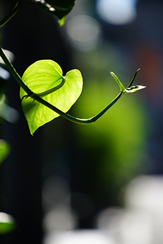 表現全面的望遠鏡頭 Sony FE 70-300mm f/4.5-5.6 G