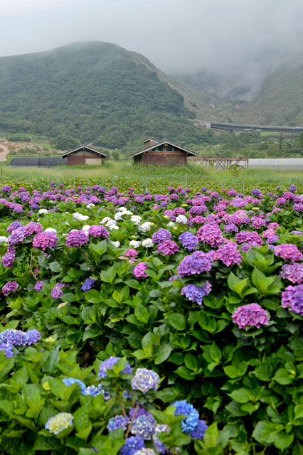 [亂拍照] 台北 陽明山竹子湖 繡球花 (財福海芋田)
