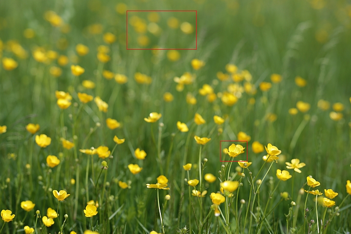 The champion of bokeh 散景之冠 Zeiss Milvus 1.4/85 ZE 不專業解毒介紹測試