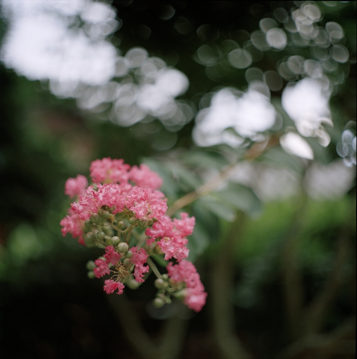 大家好，初來之第一貼(Bronica S2)
