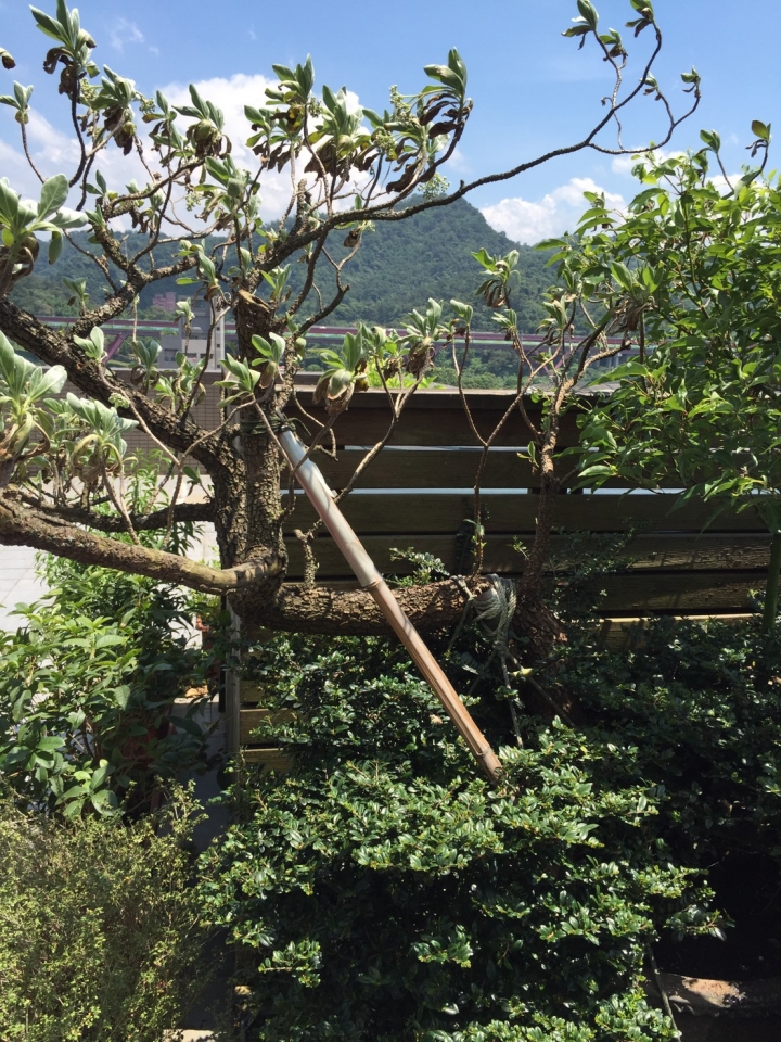 請教植物高手 圖片是何種植物 該如何養殖 感謝