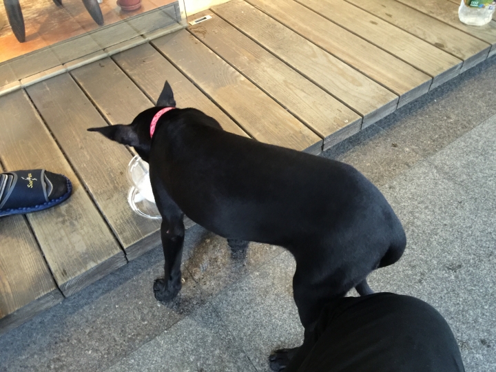 北市愛犬失蹤中山區