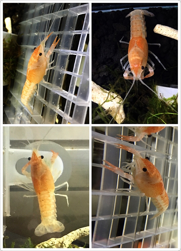 請問螯蝦一個多月沒脫殼+食慾不振是怎麼了?