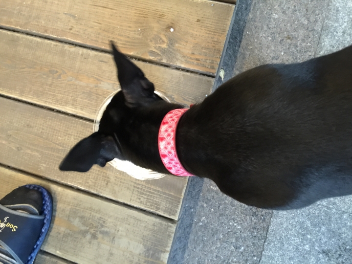 北市愛犬失蹤中山區